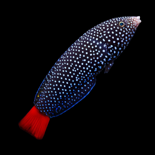 Hawaiian Redtail Wrasse Anampses Chrysocephalus - Real Aquatics