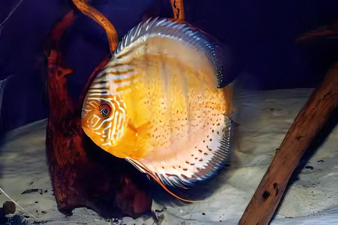 Heckel Discus