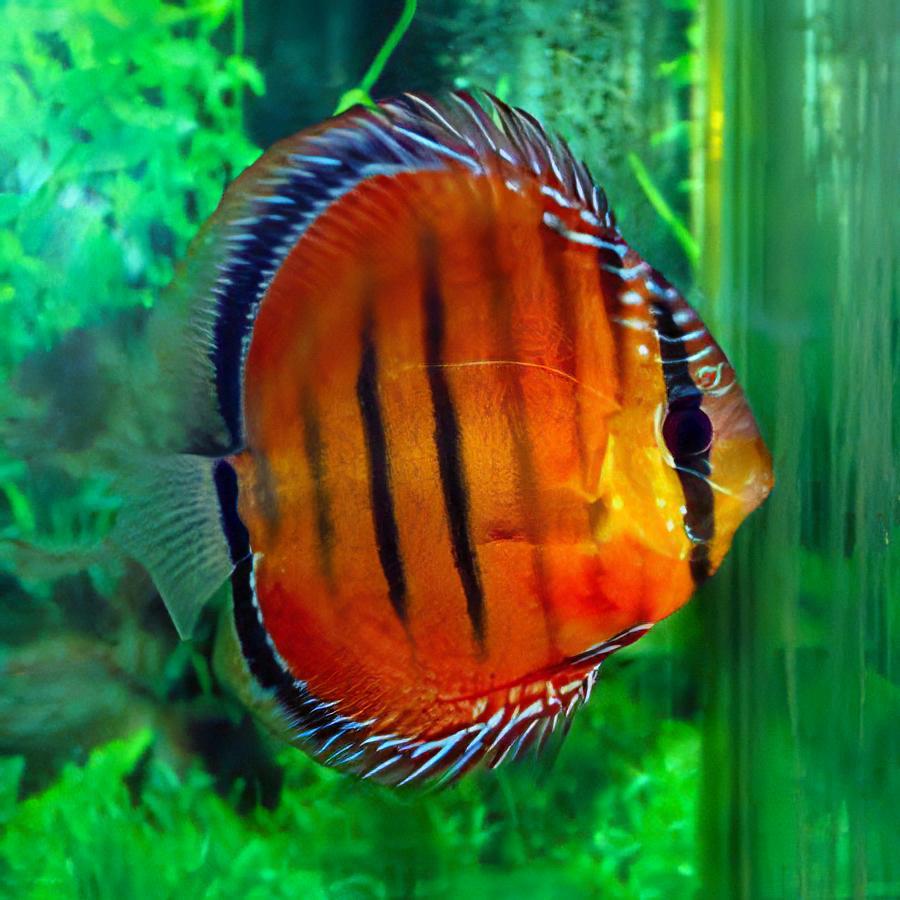 Heckel Discus