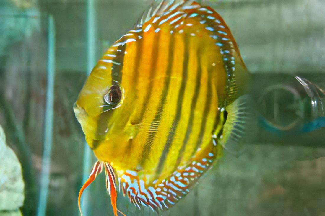Heckel Discus