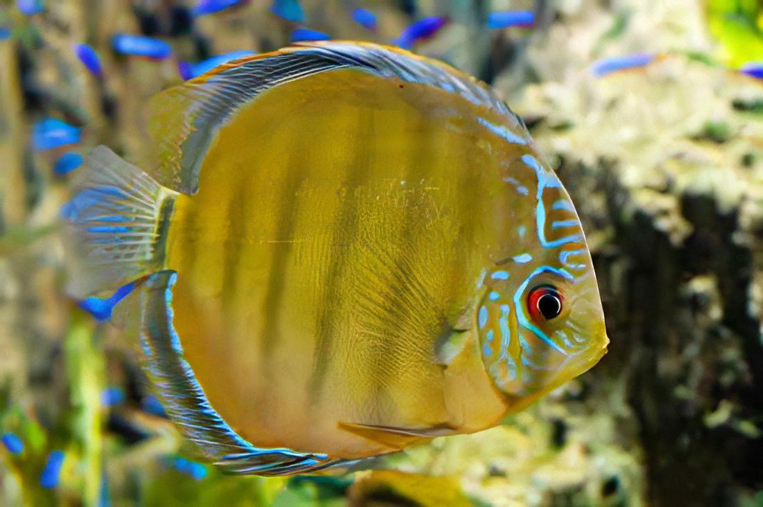 Heckel Discus