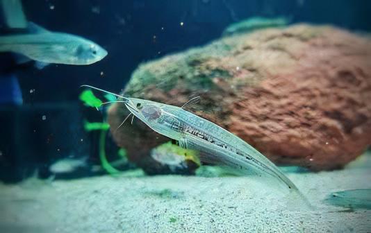 Helicopter Catfish Wallago Attu 10cm - Real Aquatics