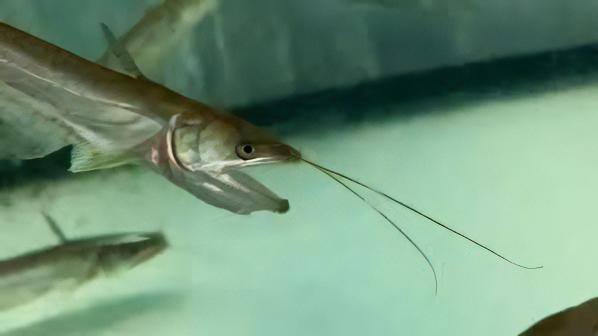 Helicopter Catfish Wallago Attu 10cm - Real Aquatics