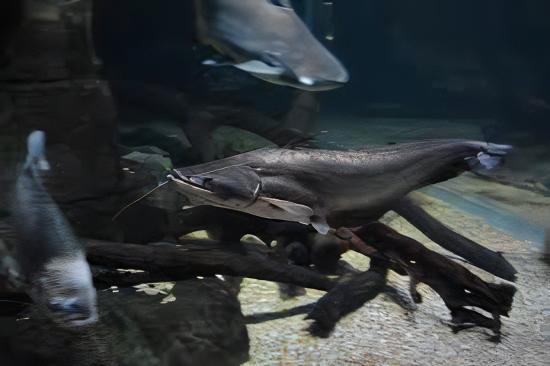 Helicopter Catfish Wallago Attu 10cm - Real Aquatics