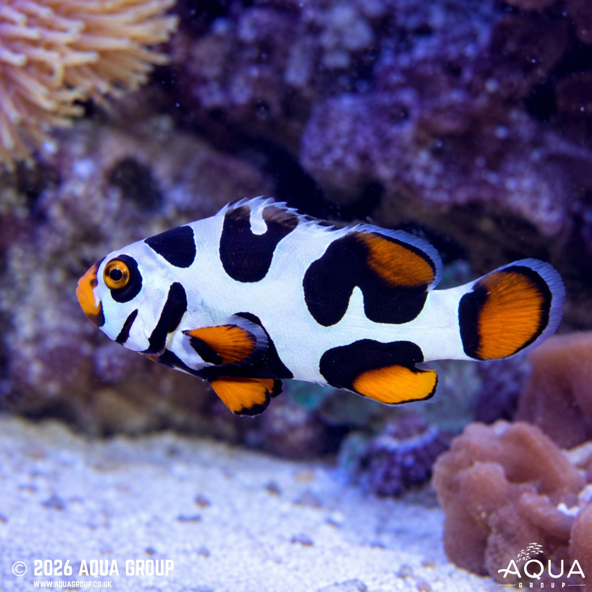 Helmet Black Picasso Clownfish (Amphiprion percula)