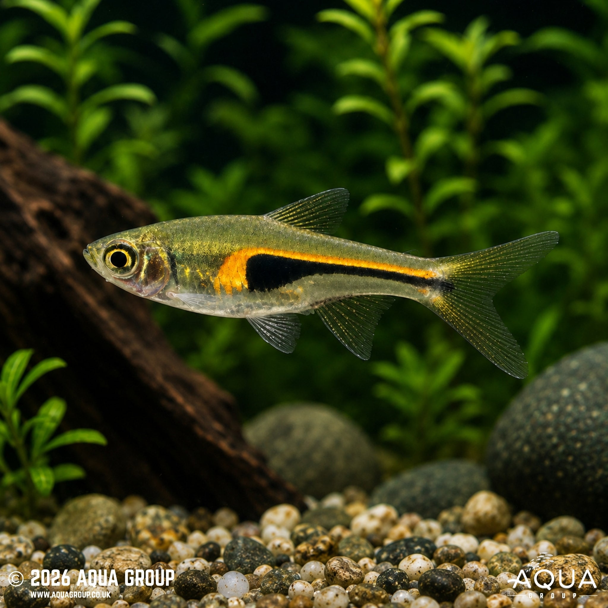 Hengel's Rasbora (Trigonostigma hengeli)