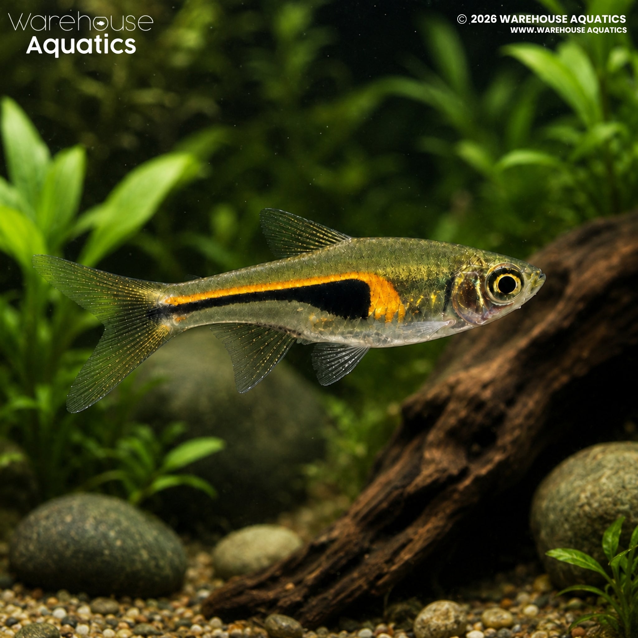 Hengel's Rasbora (Trigonostigma hengeli)