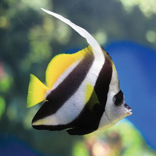 Longfin Bannerfish (Heniochus acuminatus)