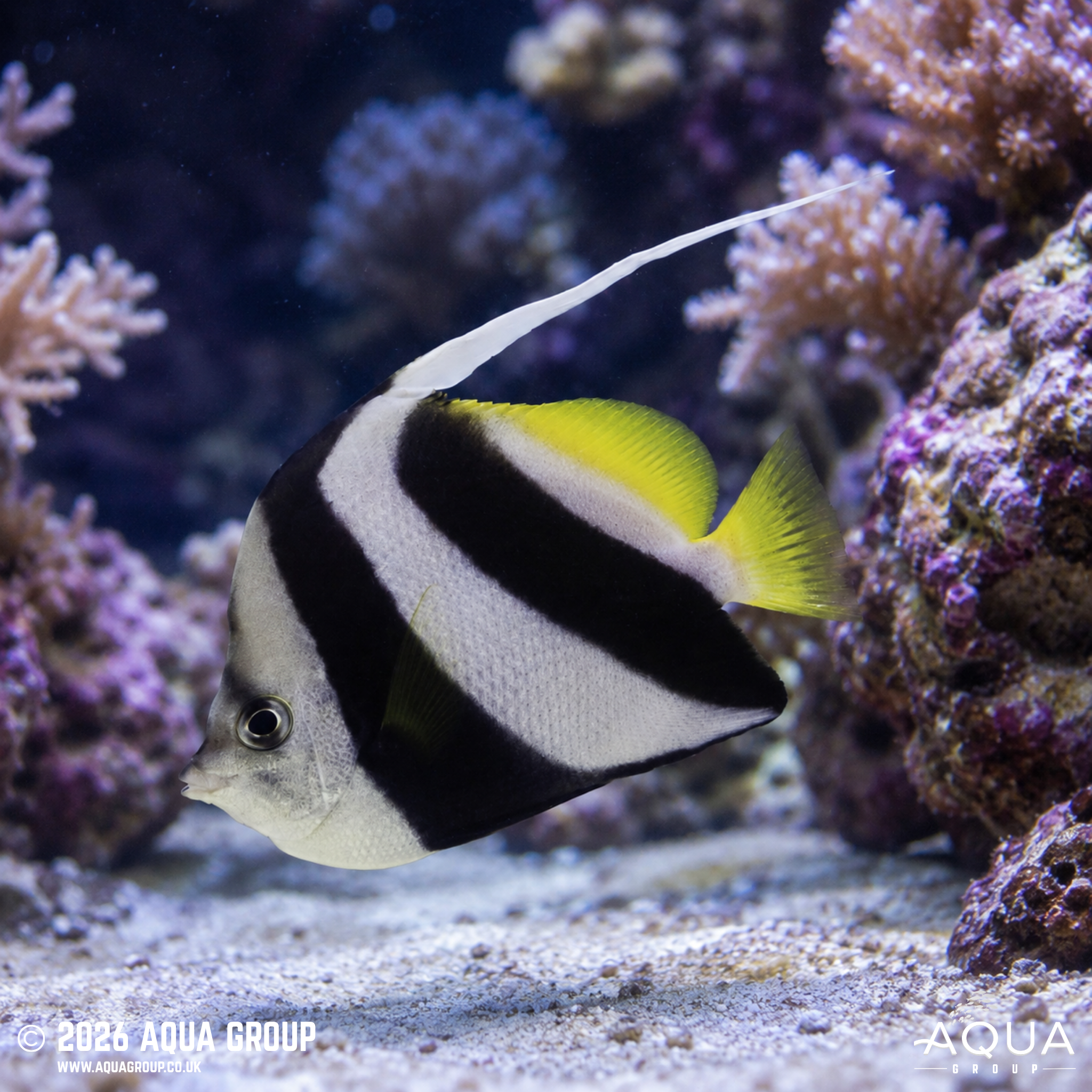 Schooling Bannerfish (Heniochus diphreutes)