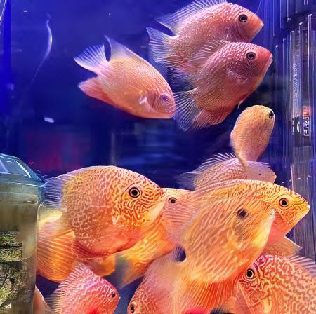 Red Spotted Gold Severum Cichlid Heros Efasciatus 5cm - Real Aquatics