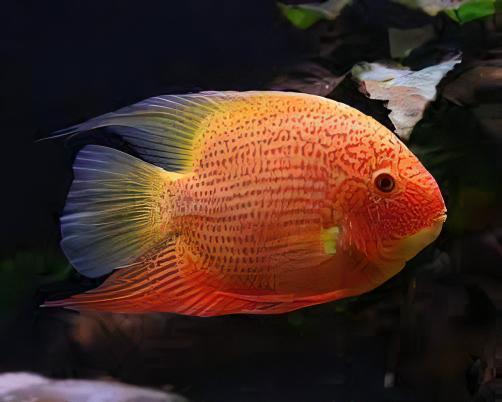 Red Spotted Gold Severum Cichlid Heros Efasciatus 5cm - Real Aquatics