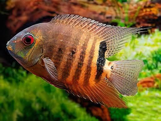 Red Mouthbrooding Severum Cichlid Heros Liberifer 5cm - Real Aquatics