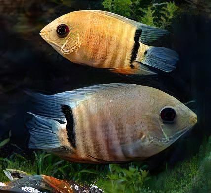 Red Mouthbrooding Severum Cichlid Heros Liberifer 5cm - Real Aquatics
