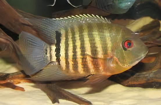 Red Mouthbrooding Severum Cichlid Heros Liberifer 5cm - Real Aquatics