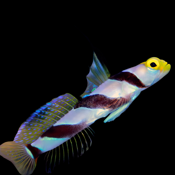 Hi Fin Banded Goby Stonogobiops Xanthorhinica - Real Aquatics