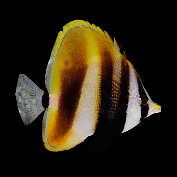 Hi Fin Butterfly Fish Coradion Altivelis - Real Aquatics