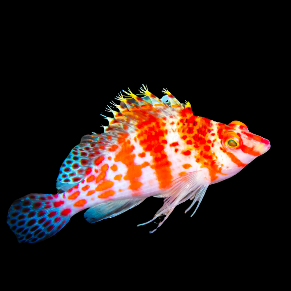 Hi Fin Checker Hawkfish Plectranthias Inermis - Real Aquatics