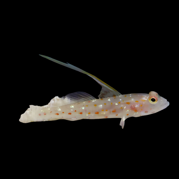 Hi Fin Spangle Goby Ctenogobiops Tangaroai - Real Aquatics