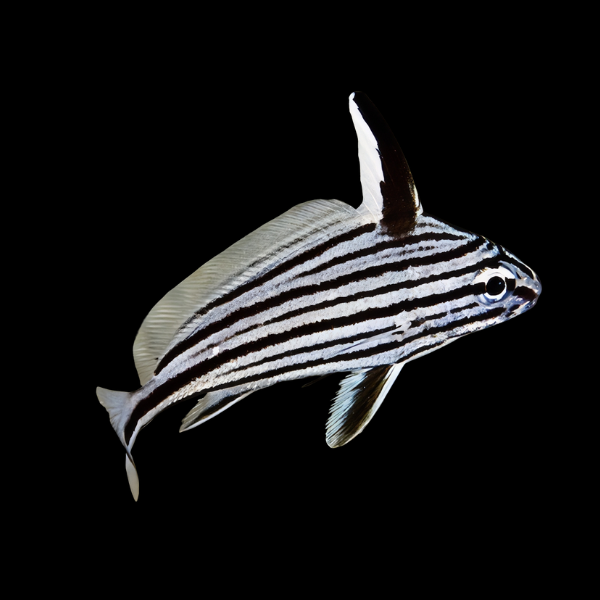 Hi-Hat Sweetlips Equetus Acuminatus - Real Aquatics