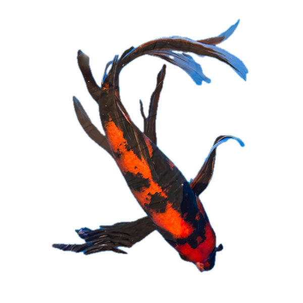 Hi Utsuri Butterfly Japanese Koi Carp Cyprinus Carpio