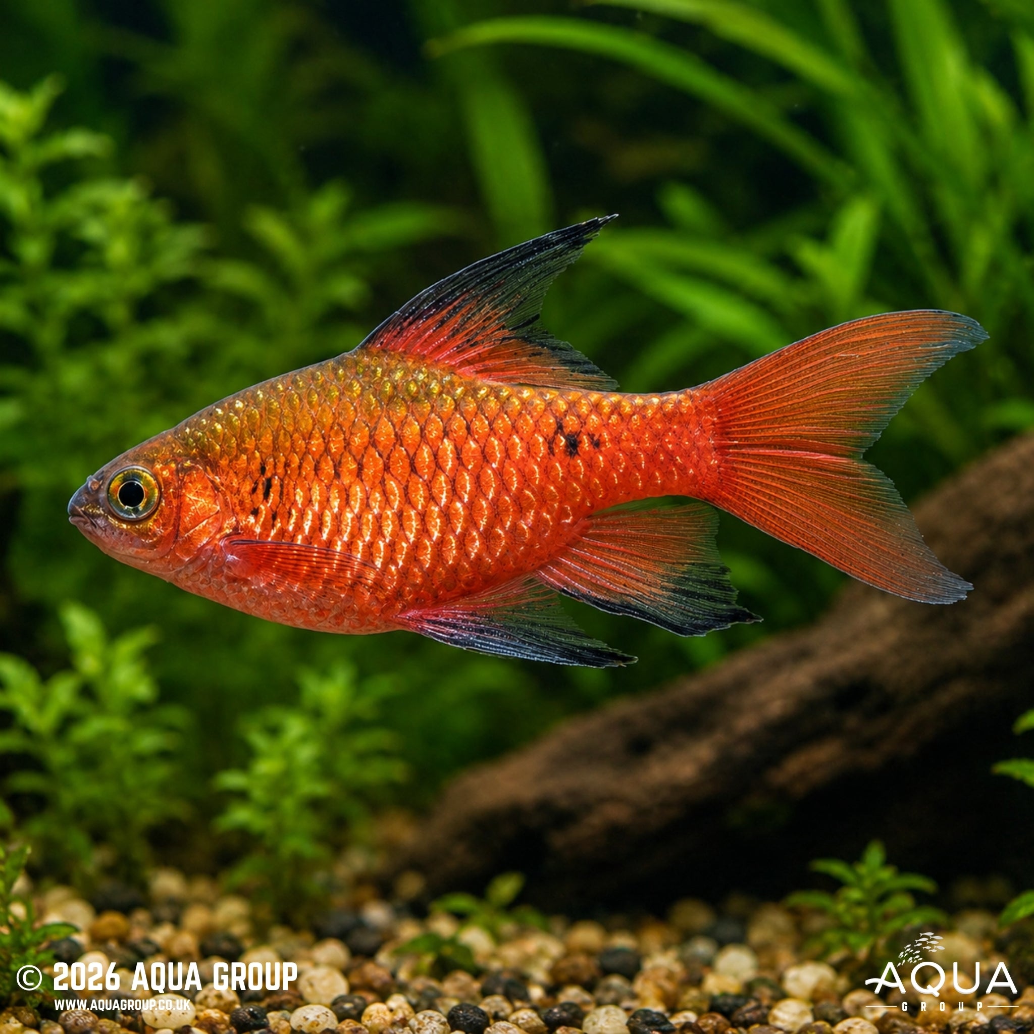 Hi-Fin Rosy Barb (Pethia conchonius)