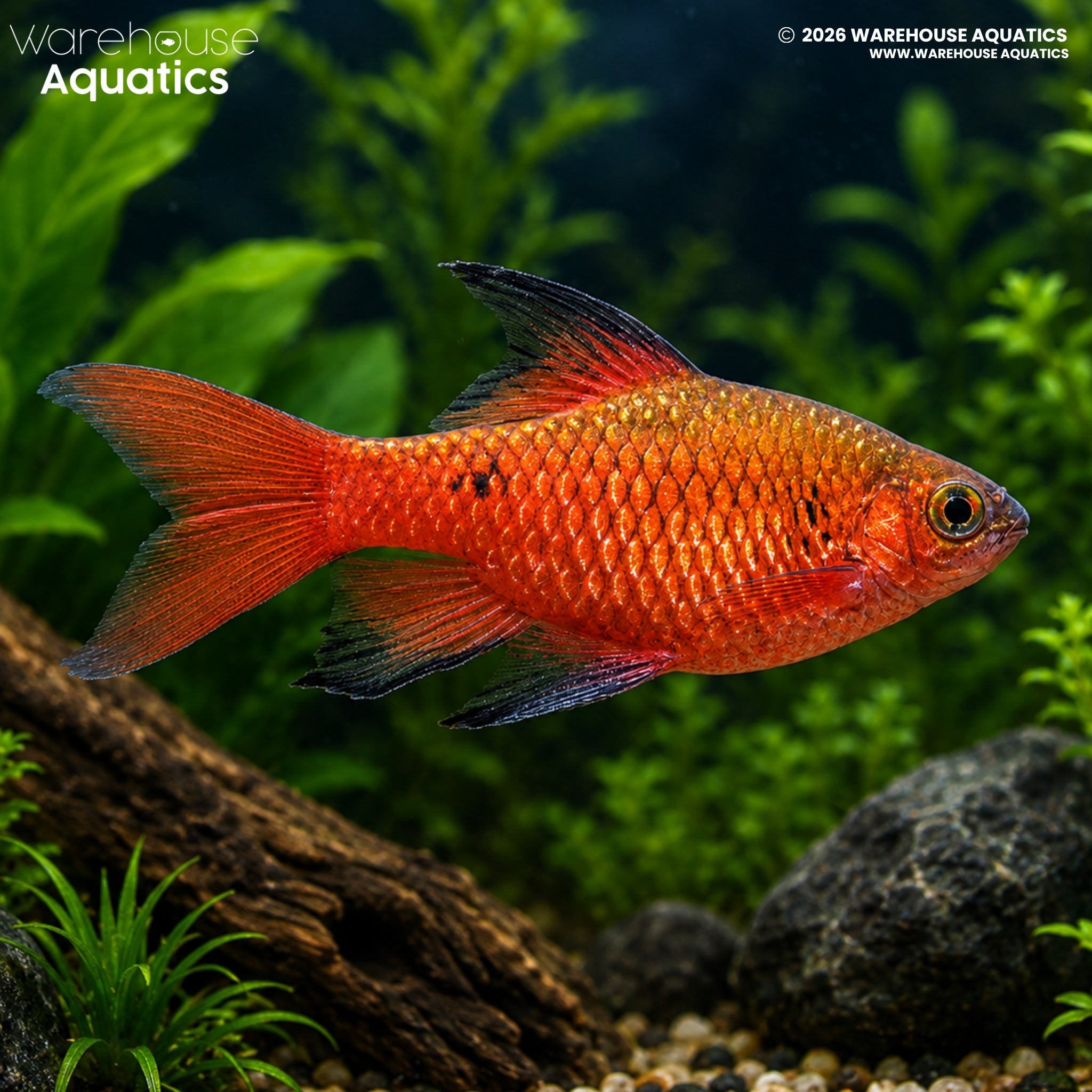 Hi-Fin Rosy Barb (Pethia conchonius)