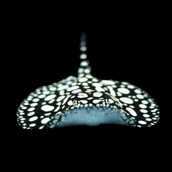 Freshwater High Grade Black Diamond Polka Dot Stingray Potamotrygon Leopoldi