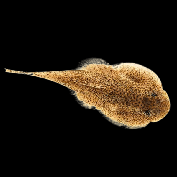 Hillstream Loach Hong Kong Spotted Butterfly Pleco 4cm - Real Aquatics