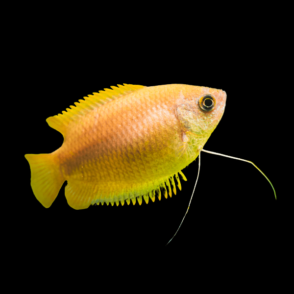 Golden Honey Gourami Trichogaster Chuna 5cm - Real Aquatics