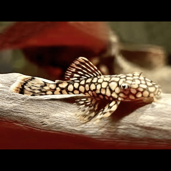 Honeycomb Bristlenose Ancistrus Wabenmuster 3cm - Real Aquatics