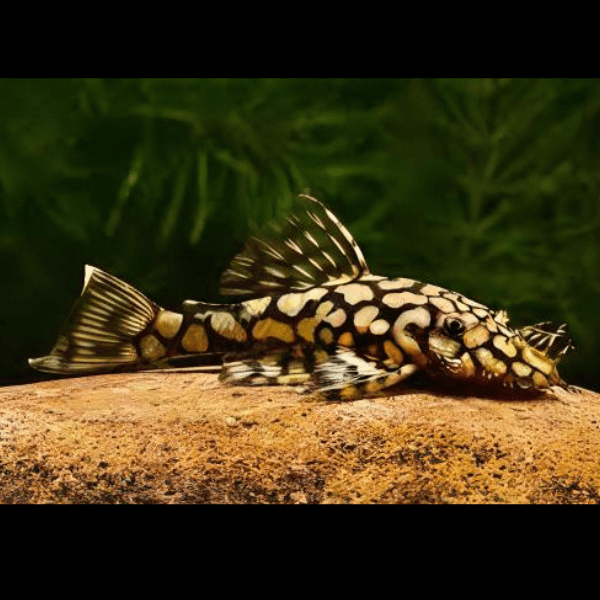 Honeycomb Bristlenose Ancistrus Wabenmuster 3cm - Real Aquatics