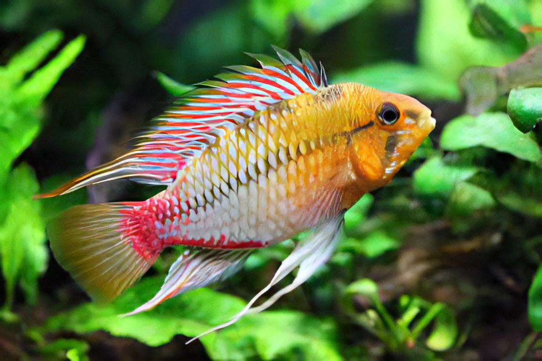 Apistogramma Hongsloi 3cm