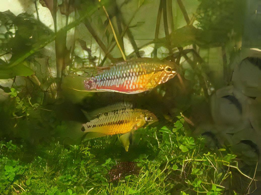 Apistogramma Hongsloi 3cm