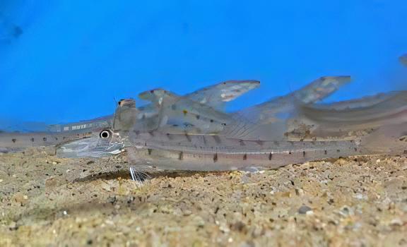 Horseface Loach Acantopsis Dialuzona 6cm - Real Aquatics