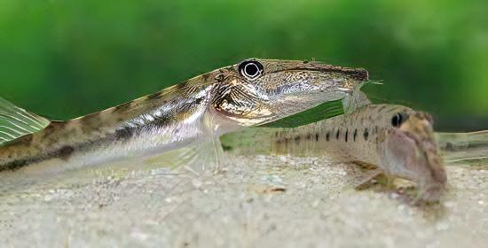 Horseface Loach Acantopsis Dialuzona 6cm - Real Aquatics
