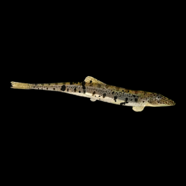 Horseface Loach Acantopsis Dialuzona 6cm - Real Aquatics
