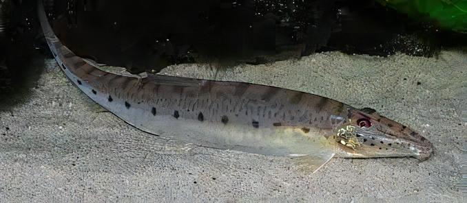 Horseface Loach Acantopsis Dialuzona 6cm - Real Aquatics