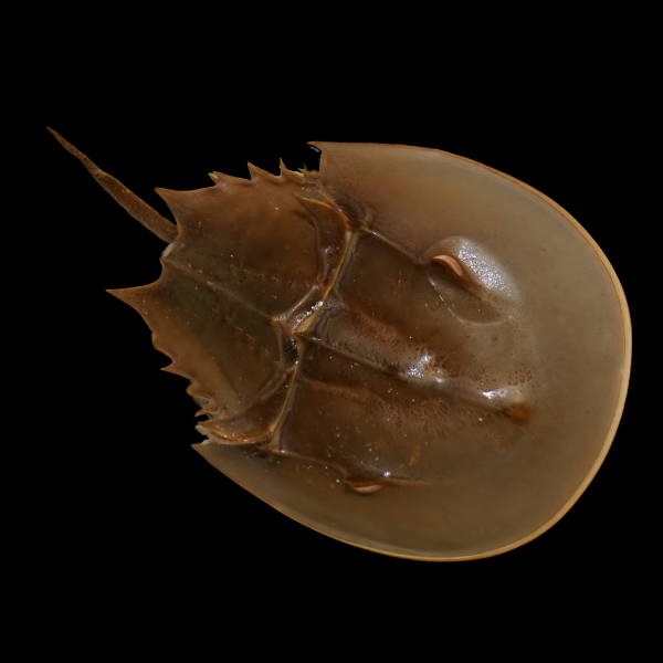 Horseshoe Crab Limulus Polyphemus - Real Aquatics