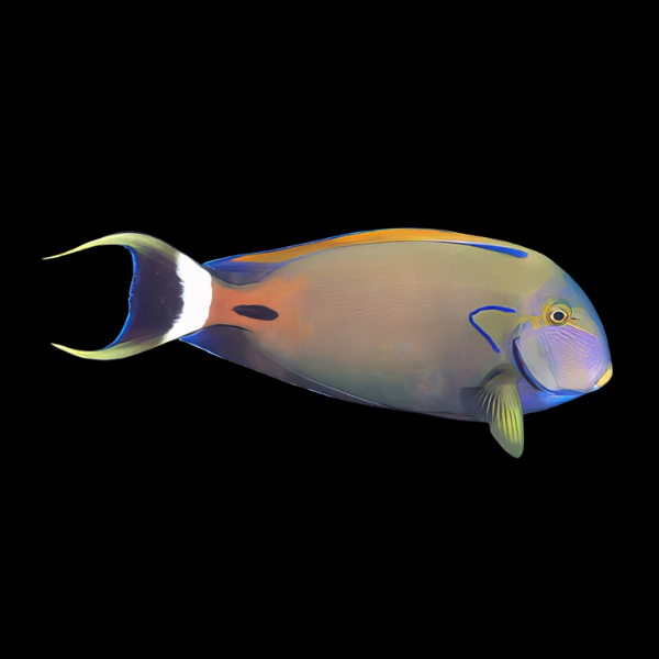 Horseshoe Tang Acanthurus Fowleri - Real Aquatics