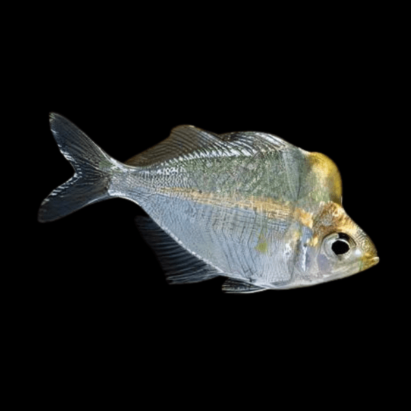 Humphead Glass Fish Perchlet Parambassis Pulcinella 8cm - Real Aquatics