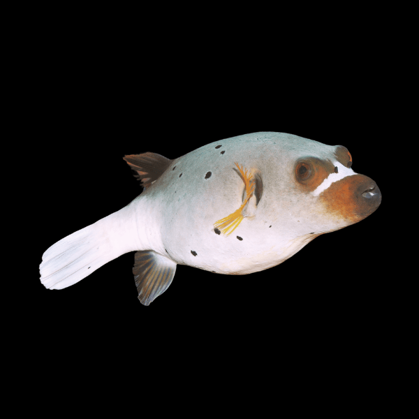 Hush Puppy Dog Face Pufferfish Arothron Nigropunctatus - Real Aquatics