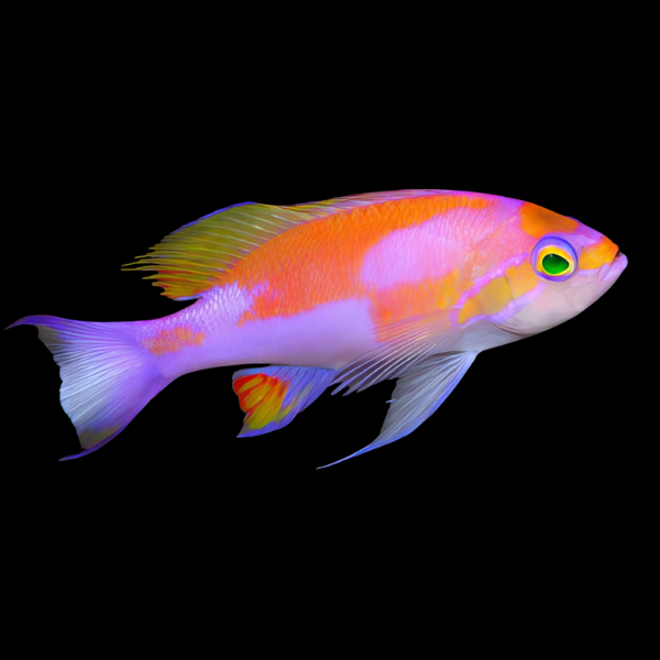 Hutomoi Anthias Pseudanthias Hutomoi - Real Aquatics