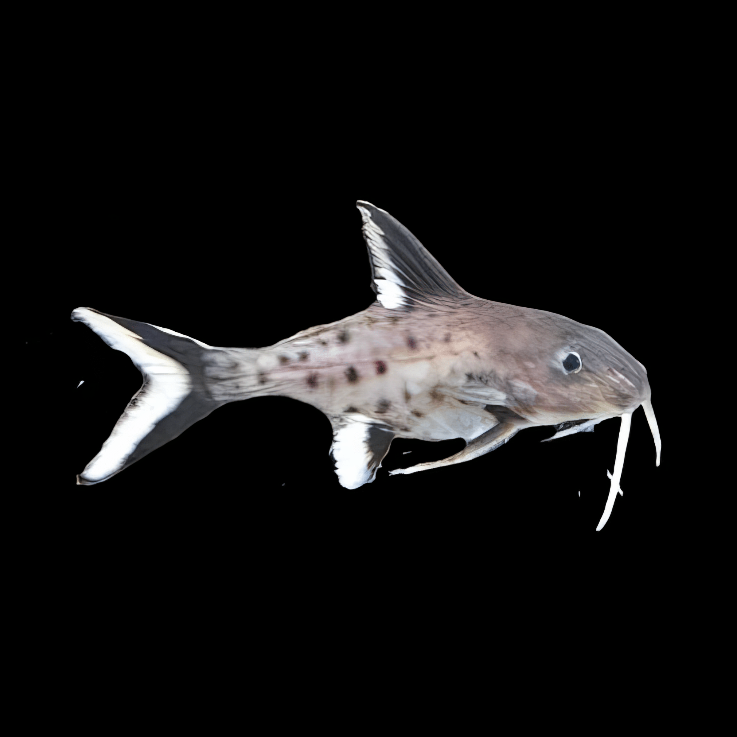 Hybrid Catfish Synodontis Granulosus x Schoutedeni 3cm - Real Aquatics