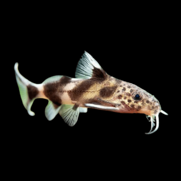 Hybrid Catfish Synodontis Multipunctatus x Schoutedeni 3cm - Real Aquatics