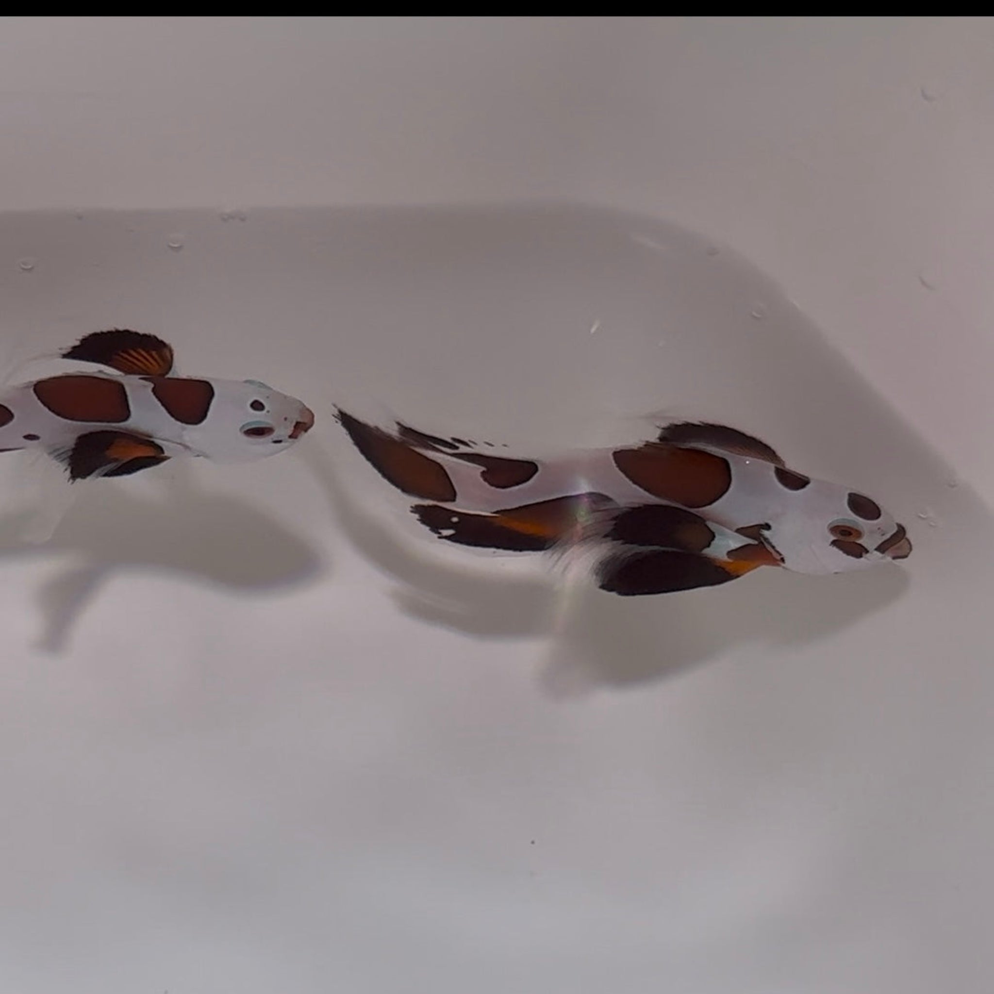 Mocha Storm Longfin Clownfish (Amphiprion ocellaris)