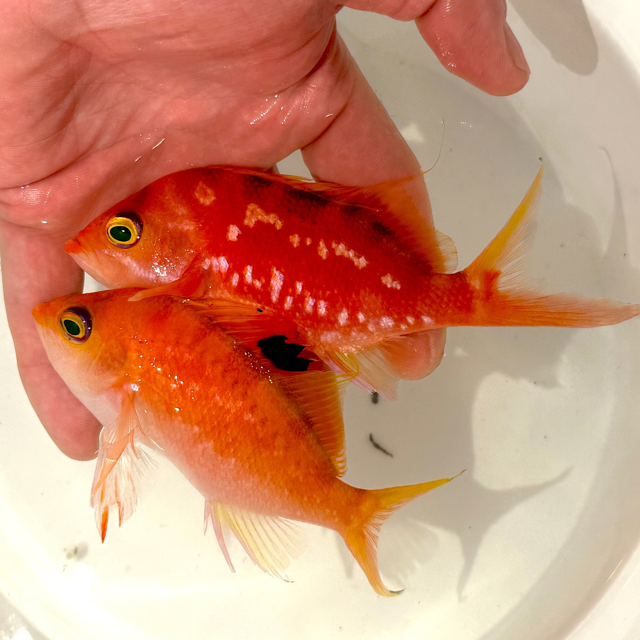 Japanese Cherry Anthias (Sacura margaritacea)