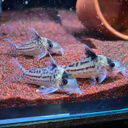 Icana Corydoras Incolicana 4cm Catfish - Real Aquatics