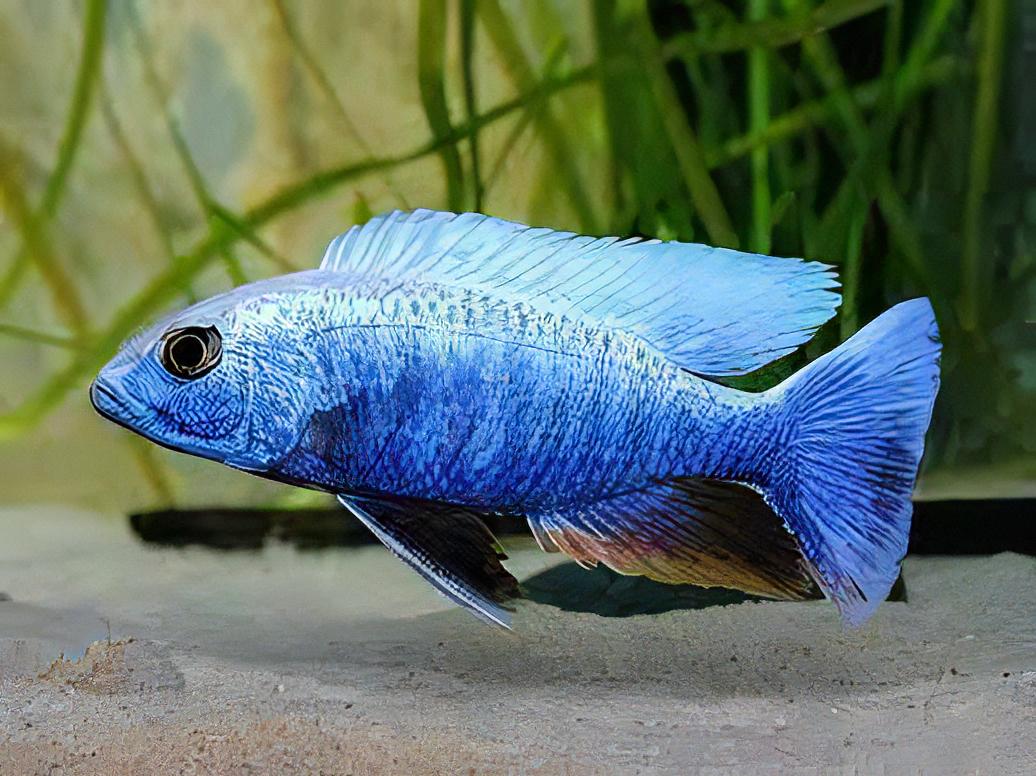 Haplochromis Ahli Iceberg Blue Malawi African Cichlid