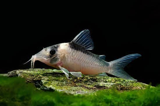 Imitator Corydoras Imitator 4cm Catfish - Real Aquatics