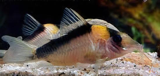 Imitator Corydoras Imitator 4cm Catfish - Real Aquatics